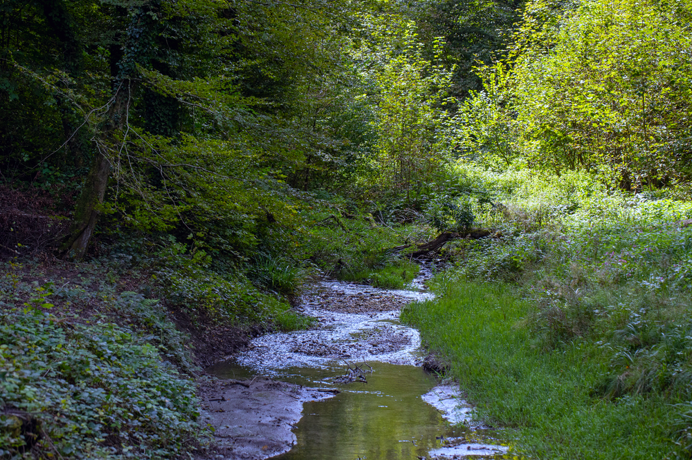 Roggenhausenbach